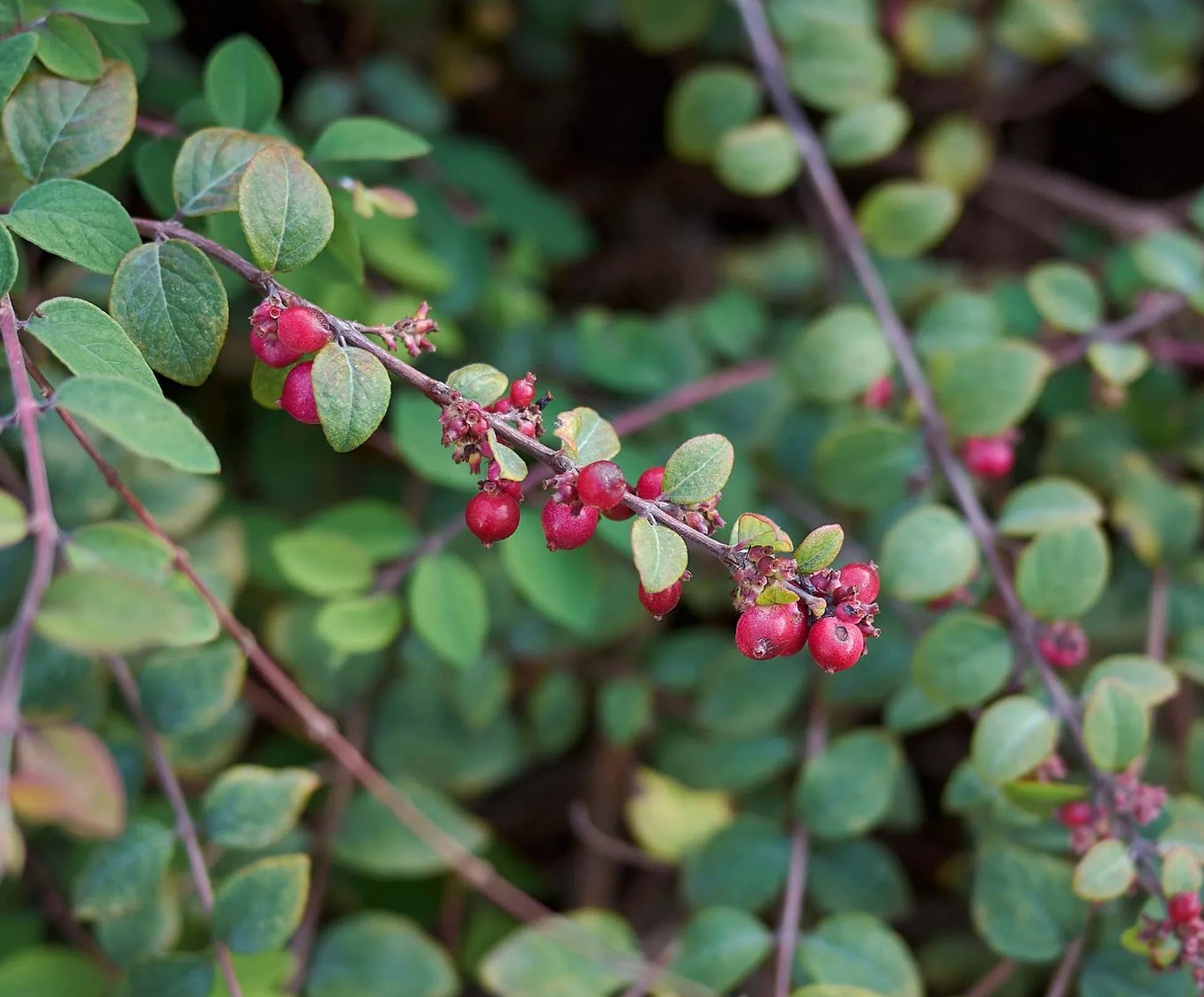 Symphoricarpos chenaultii - 50-80 CM bare root 0/1